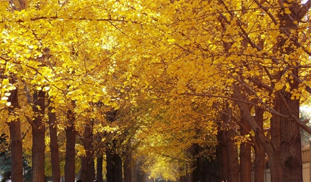 Khu đường Sứ quán Sanlitun. Mùa thu về, nơi đây cũng giống như thế giới cổ tích. Ảnh: Ifeng