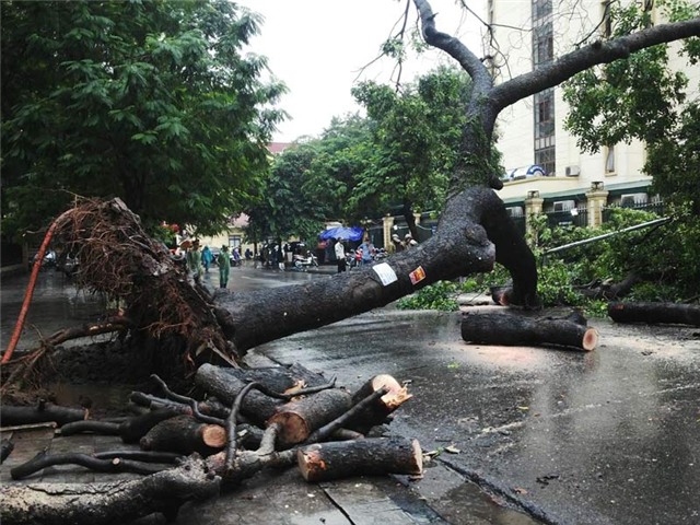 mưa, mưa lớn, lụt, ngập, cây đổ, tắc đường, Hà Nội