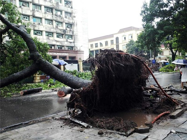 mưa, mưa lớn, lụt, ngập, cây đổ, tắc đường, Hà Nội