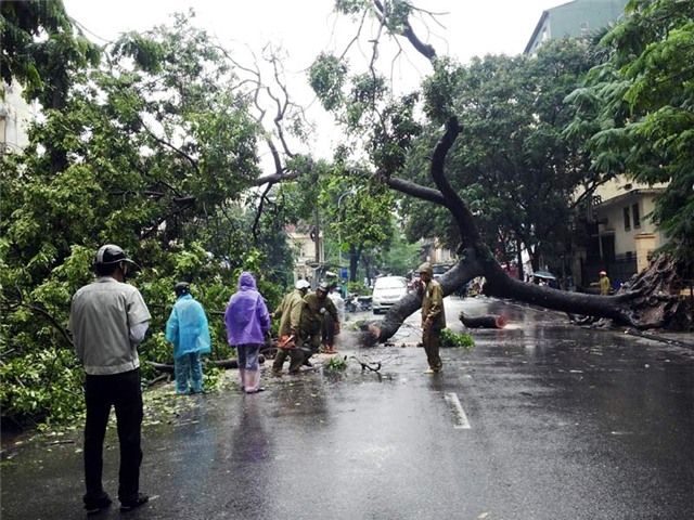 mưa, mưa lớn, lụt, ngập, cây đổ, tắc đường, Hà Nội