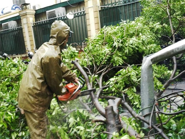 mưa, mưa lớn, lụt, ngập, cây đổ, tắc đường, Hà Nội