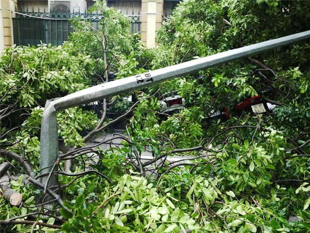 mưa, mưa lớn, lụt, ngập, cây đổ, tắc đường, Hà Nội