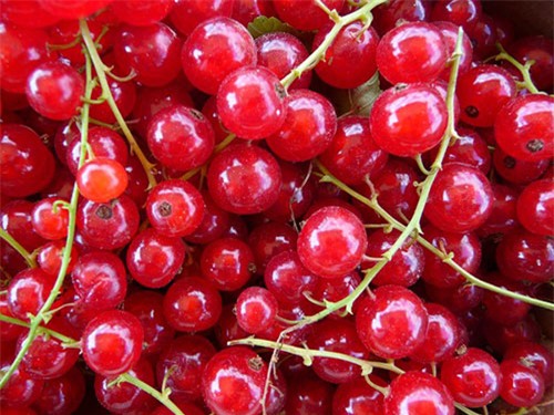 nho Mỹ
