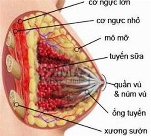 Cách ngừa viêm tuyến vú khi cho con bú
