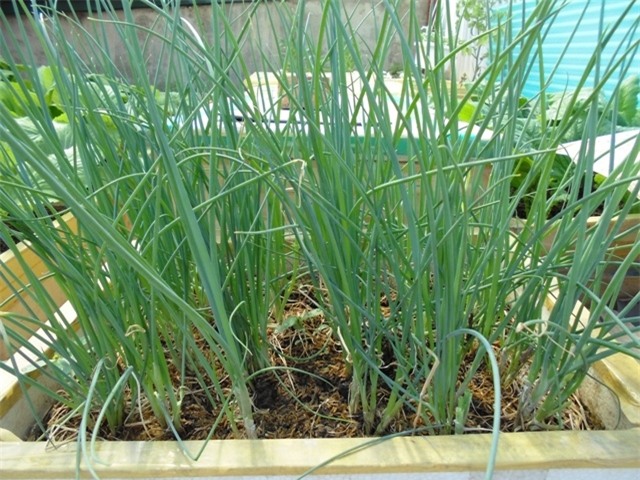 hat_giong_hanh_hoa_11418783044