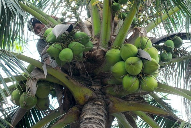 20.000 đồng 12 trái dừa xiêm Bến Tre