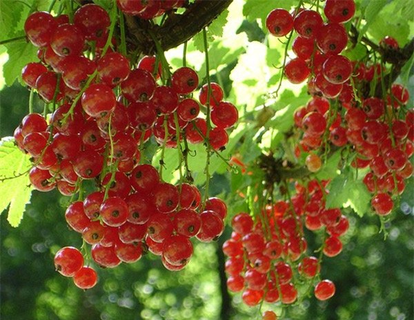 nho giá 2 triệu đồng/kg, Nho chuỗi ngọc, Pháp, Hà Lan,  Ribes , quả lý chua