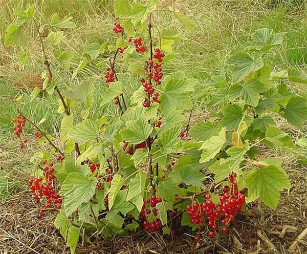 nho giá 2 triệu đồng/kg, Nho chuỗi ngọc, Pháp, Hà Lan,  Ribes , quả lý chua