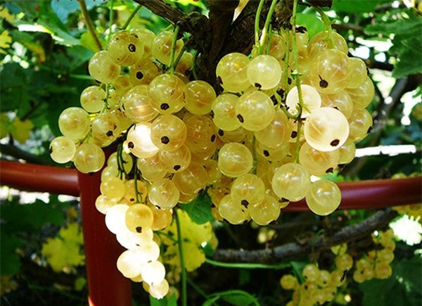 nho giá 2 triệu đồng/kg, Nho chuỗi ngọc, Pháp, Hà Lan,  Ribes , quả lý chua