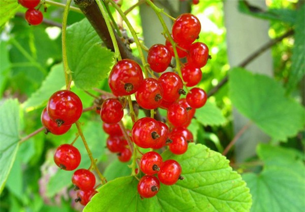 nho giá 2 triệu đồng/kg, Nho chuỗi ngọc, Pháp, Hà Lan,  Ribes , quả lý chua