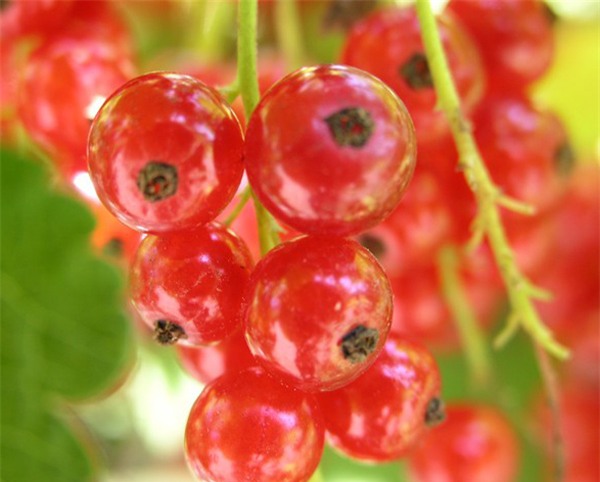 nho giá 2 triệu đồng/kg, Nho chuỗi ngọc, Pháp, Hà Lan,  Ribes , quả lý chua