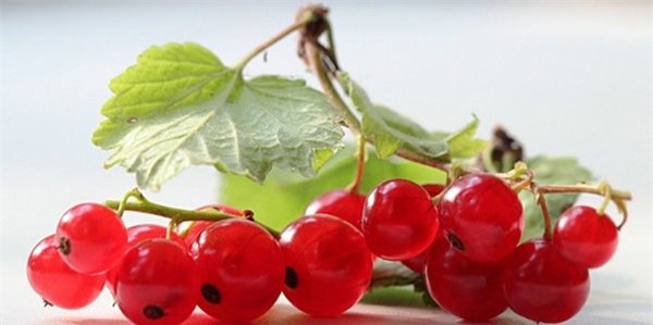 nho giá 2 triệu đồng/kg, Nho chuỗi ngọc, Pháp, Hà Lan,  Ribes , quả lý chua