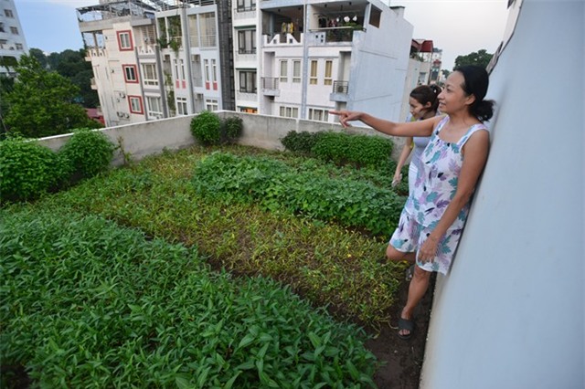 Trồng rau, nuôi gà trên mái nhà 3 tầng ở Hà Nội