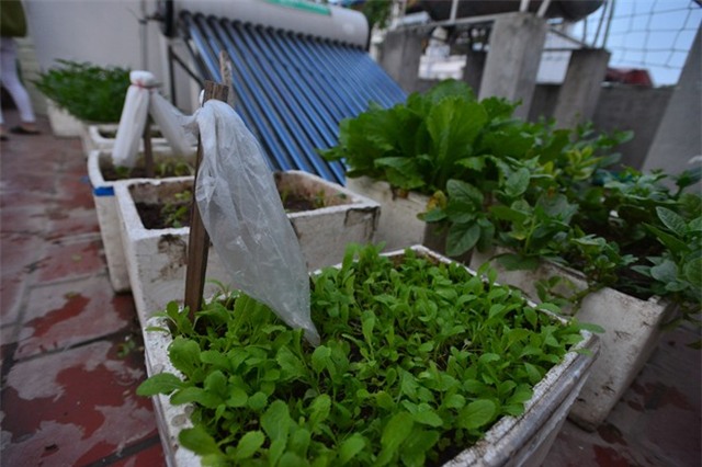 Trồng rau, nuôi gà trên mái nhà 3 tầng ở Hà Nội