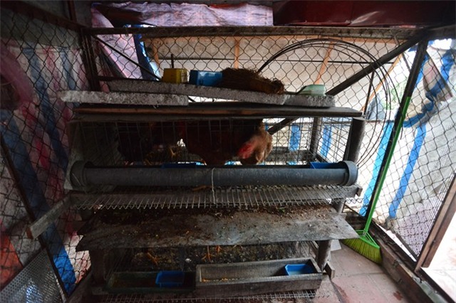 Trồng rau, nuôi gà trên mái nhà 3 tầng ở Hà Nội