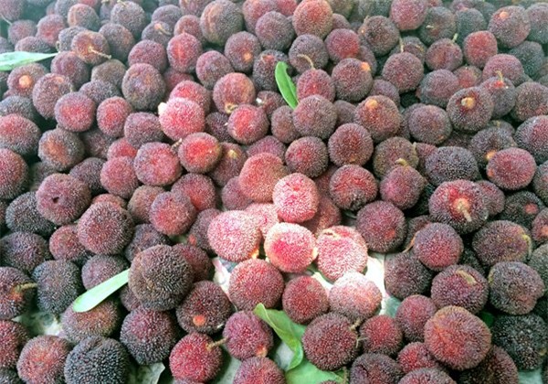 mận Tàu, nho Mỹ, nho chuỗi ngọc, Hà thành, cơn sốt, chị em, nho lào, ăn vặt, thanh mai, mận-Tàu, nho-Mỹ, nho-chuỗi-ngọc, Hà-thành, cơn-sốt, chị-em, nho-lào, ăn-vặt, thanh-mai,