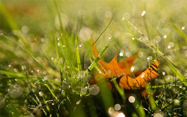 anh: mua thu nhuom vang nuoc anh hinh anh 14