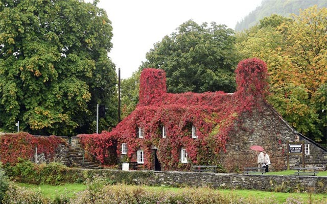 anh: mua thu nhuom vang nuoc anh hinh anh 6