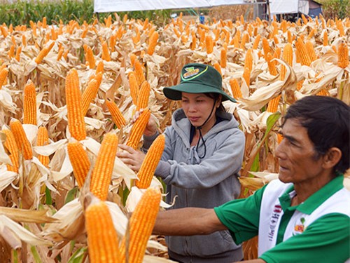 Nông dân thu hoạch bắp biến đổi gien tại Đồng Nai Ảnh: TRẦN KHẢI