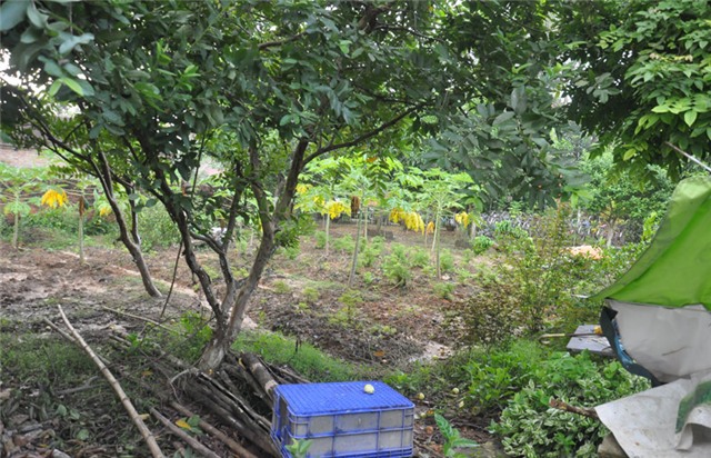 Lương, cô giáo, danh hiệu