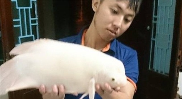 cá khủng, quái ngư, bạch tạng, hồ Tây, cần thủ, câu cá, hà nội, cá cảnh, cá-khủng, quái-ngư, bạch-tạng, hồ-Tây, cần-thủ, câu-cá, hà-nội, cá-cảnh