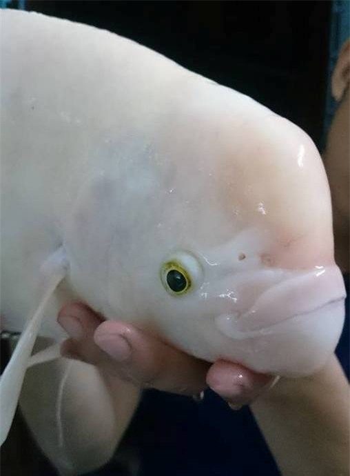 cá khủng, quái ngư, bạch tạng, hồ Tây, cần thủ, câu cá, hà nội, cá cảnh, cá-khủng, quái-ngư, bạch-tạng, hồ-Tây, cần-thủ, câu-cá, hà-nội, cá-cảnh