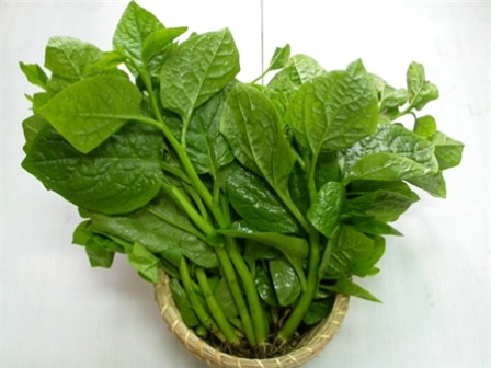 Rau mồng tơi.