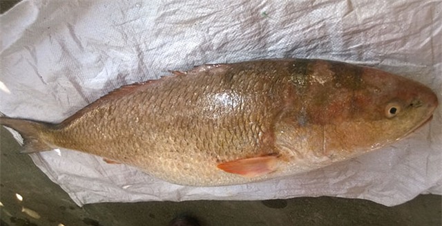 Cá lạ nghi cá Sủ vàng được ngư dân Bình Định đánh bắt ở vùng biển Phú Yên. Ảnh: Doãn Công