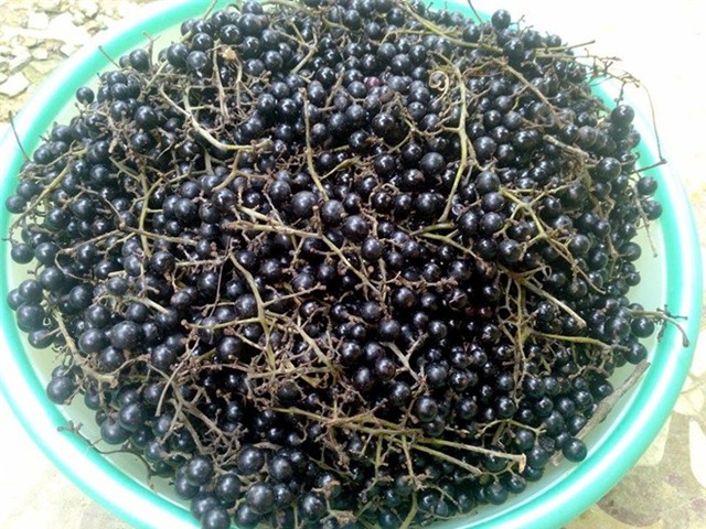 Nho rừng 50.000 đồng/kg, bà nội trợ tò mò đặt mua