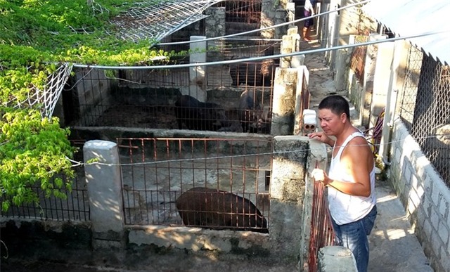 Anh Long bên trang trại nuôi lợn rừng lai của gia đình mình. Ảnh: Nguyễn Dương.