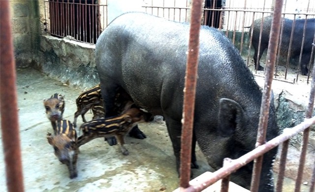 Hai lần mất trăm triệu vì nuôi lợn rừng lai