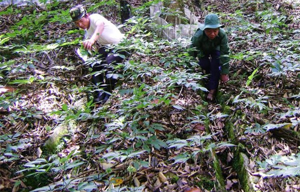 Sâm Ngọc Linh, đại gia, Tỷ phú, Trà My, Quảng Nam, rừng sâm, sâm-ngọc-linh, người-rừng