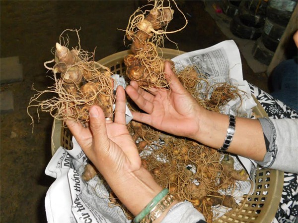 Sâm Ngọc Linh, đại gia, Tỷ phú, Trà My, Quảng Nam, rừng sâm, sâm-ngọc-linh, người-rừng