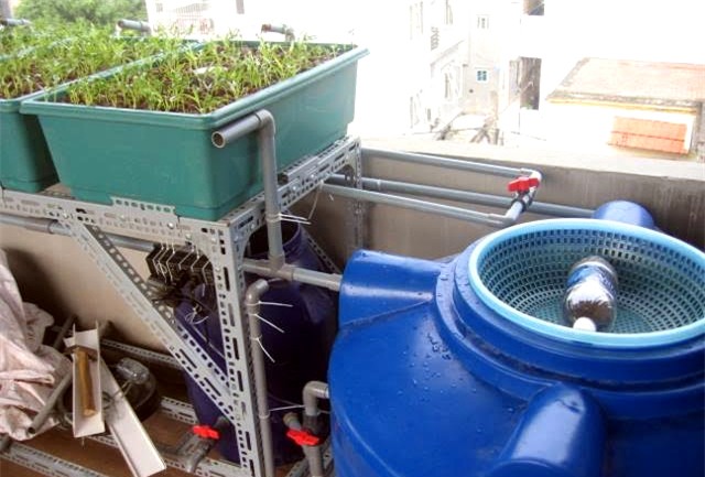 Trồng rau, nuôi cá, sân thượng, cá sạch, rau sạch, ao cá, Hà Nội, an toàn, phun thuốc, chất kích thích, trồng-rau, nuôi-cá, sân-thượng, cá-sạch, rau-sạch, ao-cá, Hà-Nội, an-toàn, phun-thuốc, chất-kích-thích