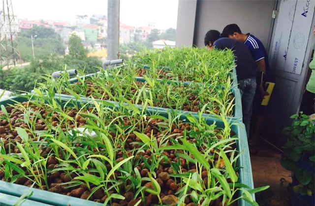 Trồng rau, nuôi cá, sân thượng, cá sạch, rau sạch, ao cá, Hà Nội, an toàn, phun thuốc, chất kích thích, trồng-rau, nuôi-cá, sân-thượng, cá-sạch, rau-sạch, ao-cá, Hà-Nội, an-toàn, phun-thuốc, chất-kích-thích