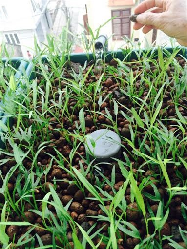 Trồng rau, nuôi cá, sân thượng, cá sạch, rau sạch, ao cá, Hà Nội, an toàn, phun thuốc, chất kích thích, trồng-rau, nuôi-cá, sân-thượng, cá-sạch, rau-sạch, ao-cá, Hà-Nội, an-toàn, phun-thuốc, chất-kích-thích