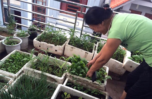 Trồng rau, nuôi cá, sân thượng, cá sạch, rau sạch, ao cá, Hà Nội, an toàn, phun thuốc, chất kích thích, trồng-rau, nuôi-cá, sân-thượng, cá-sạch, rau-sạch, ao-cá, Hà-Nội, an-toàn, phun-thuốc, chất-kích-thích