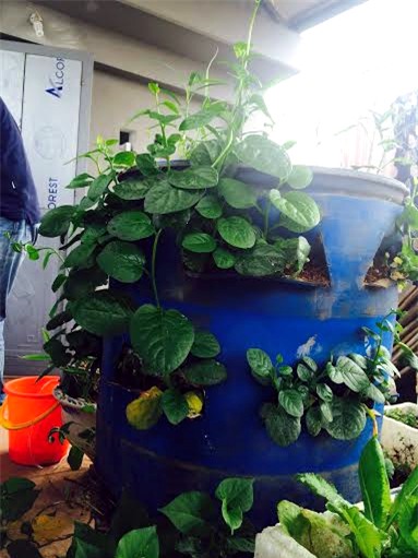 Trồng rau, nuôi cá, sân thượng, cá sạch, rau sạch, ao cá, Hà Nội, an toàn, phun thuốc, chất kích thích, trồng-rau, nuôi-cá, sân-thượng, cá-sạch, rau-sạch, ao-cá, Hà-Nội, an-toàn, phun-thuốc, chất-kích-thích