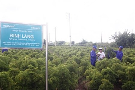 Cả làng chặt cây cảnh bạc tỷ trồng… đinh lăng