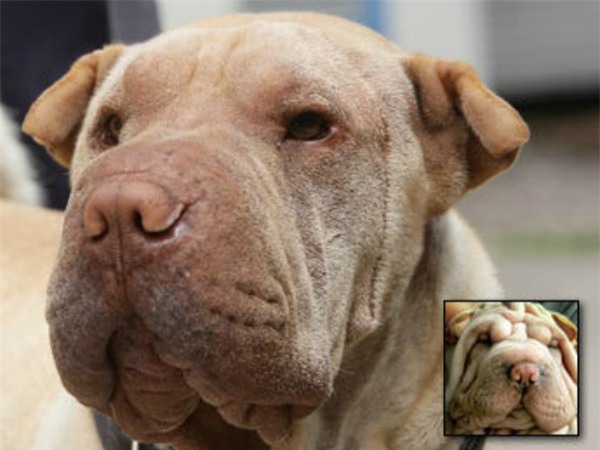 dog-facelift-359df