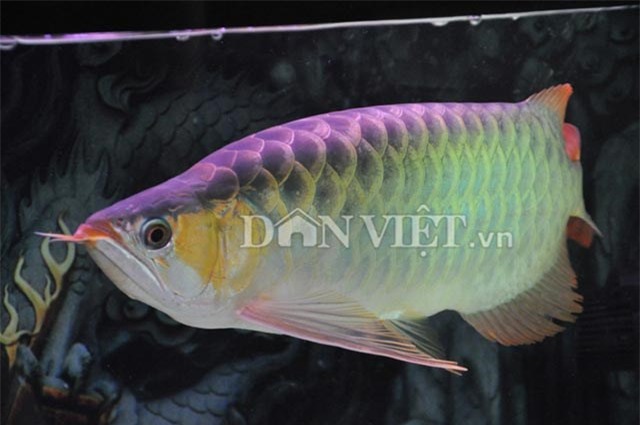 cá chép, cá cảnh, dân chơi, huyết long, Hà thành, bể cá, cá rồng, cá-chép, cá-cảnh, dân-chơi, huyết-long, Hà-thành, bể-cá, cá-rồng,