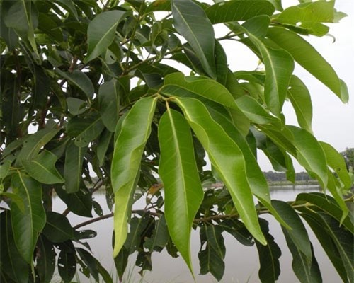 Lá vối có chứa nhiều khoáng chất và vitamin rất có lợi cho sức khỏe bà bầu