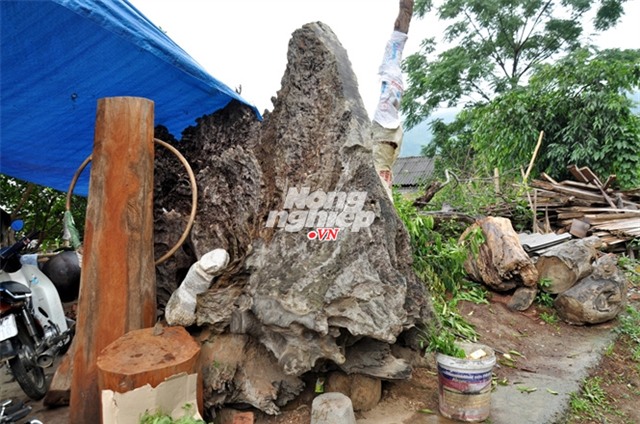 báu vật, gù hương, Mào Gà, tinh dầu gù hương, tỏa hương, côn trùng, báu-vật, gù-hương, Mào-Gà, tinh-dầu-gù-hương, tỏa-hương, côn-trùng, Tây-Bắc