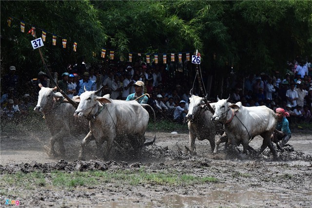 Bò húc khán giả ngã lăn trên đường đua miền Tây