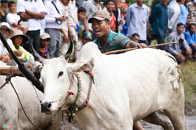 Bò húc khán giả ngã lăn trên đường đua miền Tây
