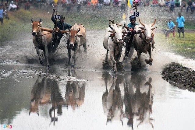 Bò húc khán giả ngã lăn trên đường đua miền Tây