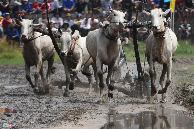 Bò húc khán giả ngã lăn trên đường đua miền Tây