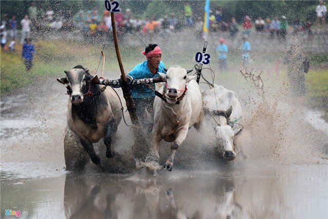 Bò húc khán giả ngã lăn trên đường đua miền Tây