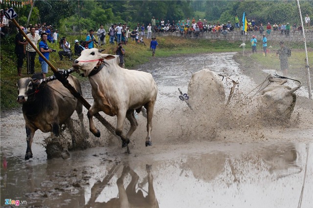 Bò húc khán giả ngã lăn trên đường đua miền Tây