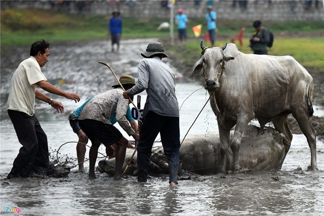 Bò húc khán giả ngã lăn trên đường đua miền Tây